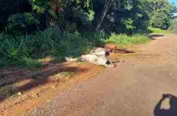 Guaraniaçu – Animais são abandonados na beira da BR277